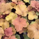 Heuchera, Southern Comfort