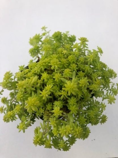 sedum tokyo sun