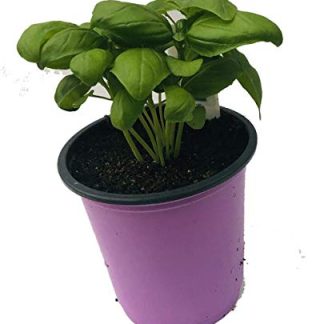 Basil