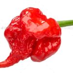 Pepper, Carolina Reaper
