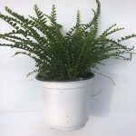 Fern, Lemon Button; Nephrolepis cordifolia