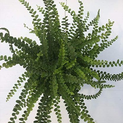 Fern, Lemon Button; Nephrolepis cordifolia - Image 2
