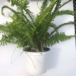Fern, Sword or Kimberly Queen; Nephrolepis obliterata