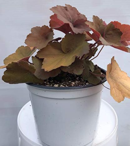 Heuchera, Southern Comfort - Image 2