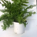 Fern, Macho; Nephrolepis biserrata