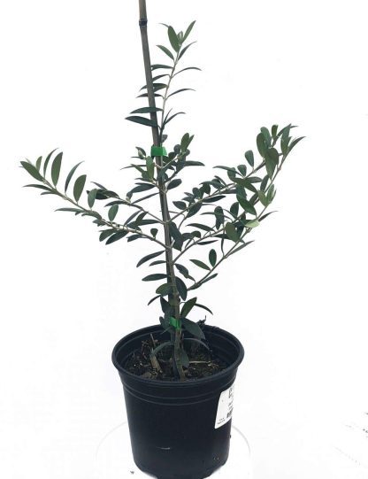 olive trees