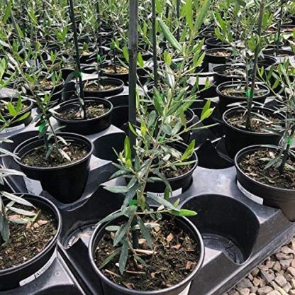Olive Tree, Arbequina - Image 4