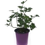 Petroselinum crispum, Parsley Flat Italian