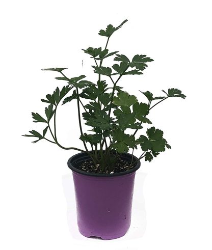 Petroselinum crispum, Parsley Flat Italian