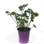 Petroselinum crispum, Parsley Triple Curl