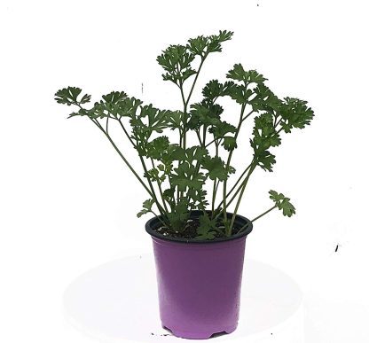 Petroselinum crispum, Parsley Triple Curl
