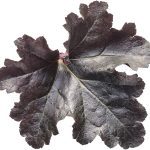 Heuchera
