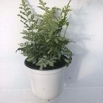 Fern, Silver Lace; Pteris ensiformis