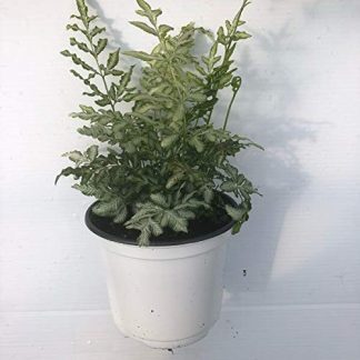 Fern, Silver Lace; Pteris ensiformis