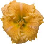 Daylily