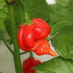 Pepper, Trinidad Scorpion