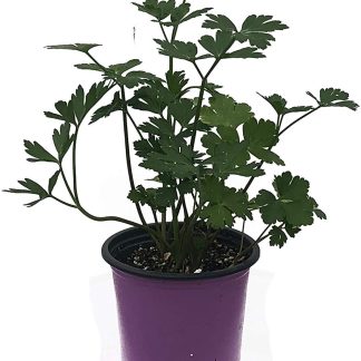 Parsley