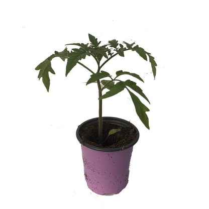 Tomato, Celebrity Plus - Image 2