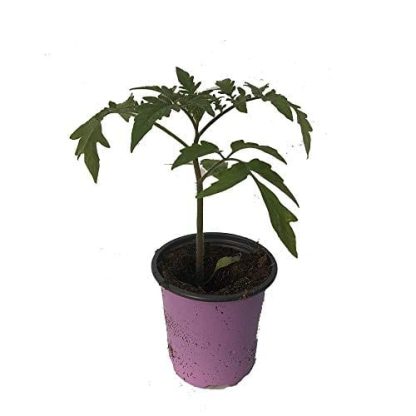Tomato, Cherokee Purple - Image 2