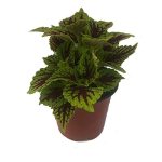 Coleus