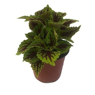 Coleus