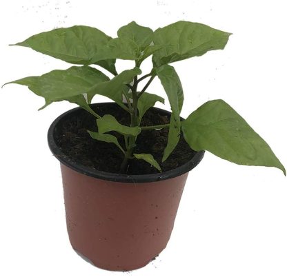 Pepper, Carolina Reaper - Image 2