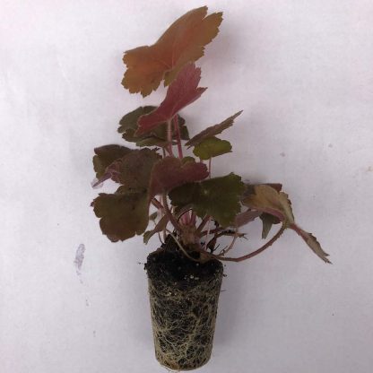Heuchera, Southern Comfort - Image 3