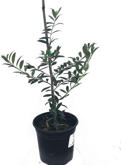 Olive Tree, Arbequina - Image 2