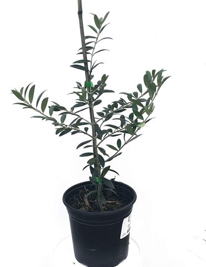 olive tree