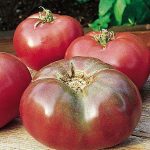 Tomato, Cherokee Purple