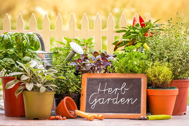 herb garden ideas