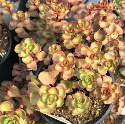 Sedum spurium, Dragon's Blood
