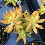 Sedum adolphii, Firestorm