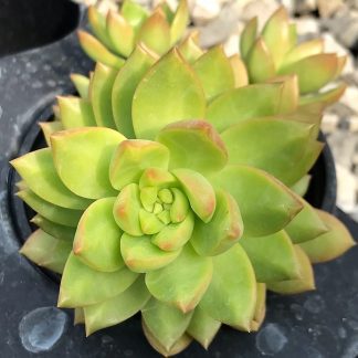 Sedum adolphii, Golden Glow