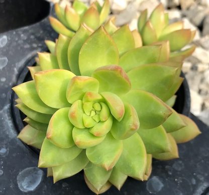 Sedum adolphii, Golden Glow