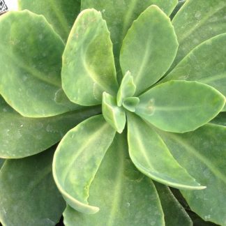 Sedum, Autumn Joy
