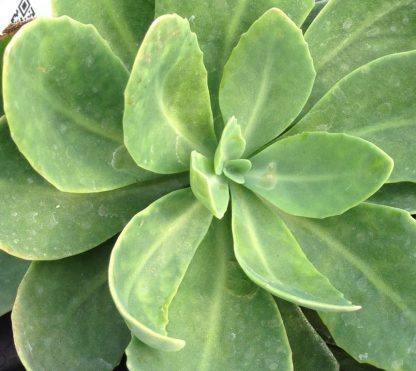 Sedum, Autumn Joy