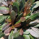 Ajuga, Chocolate Chip