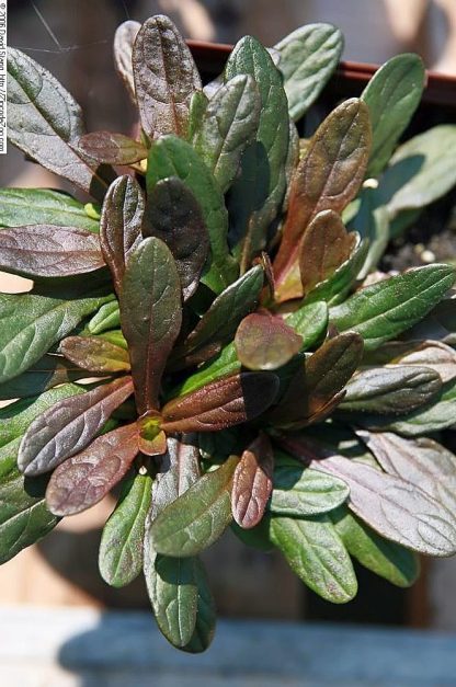 Ajuga, Chocolate Chip