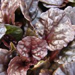 Ajuga, Mahogany