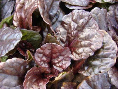 Ajuga, Mahogany