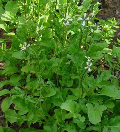 arugula-rocket