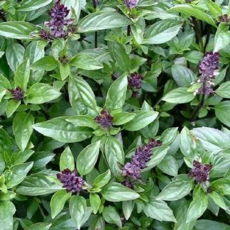 Basil, Cinnamon Bouquet