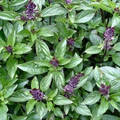 Basil, Cinnamon Bouquet