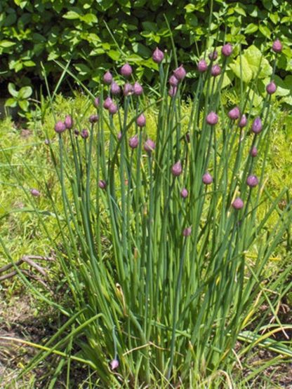 Allium schoenoprasum, Fine leaf-chives
