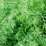 dill-dwarf-fern-leaf