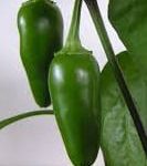jalapeno pepper