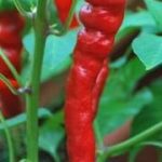 pepper-cayenne-long-slim