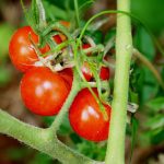 Small Cherry Tomatoes