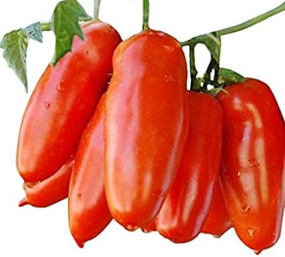 tomato-san-marzano